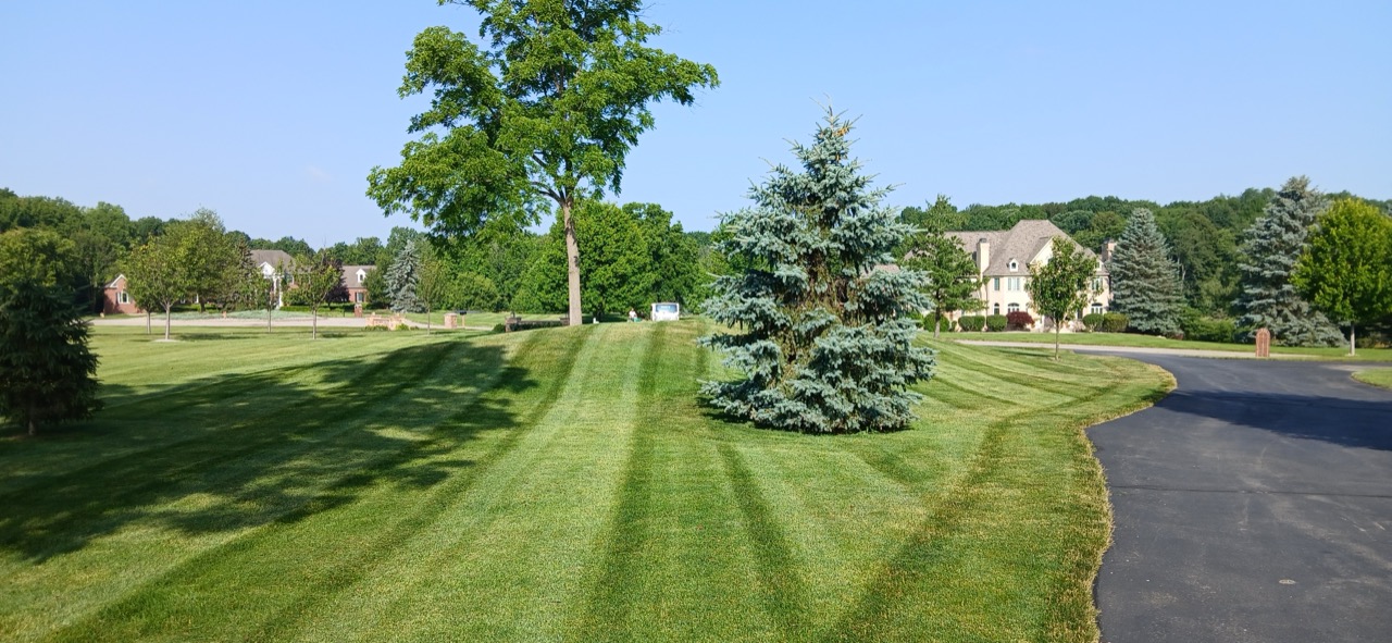 Striped front lawn curving around a blue spruce with an estate home along the driveway